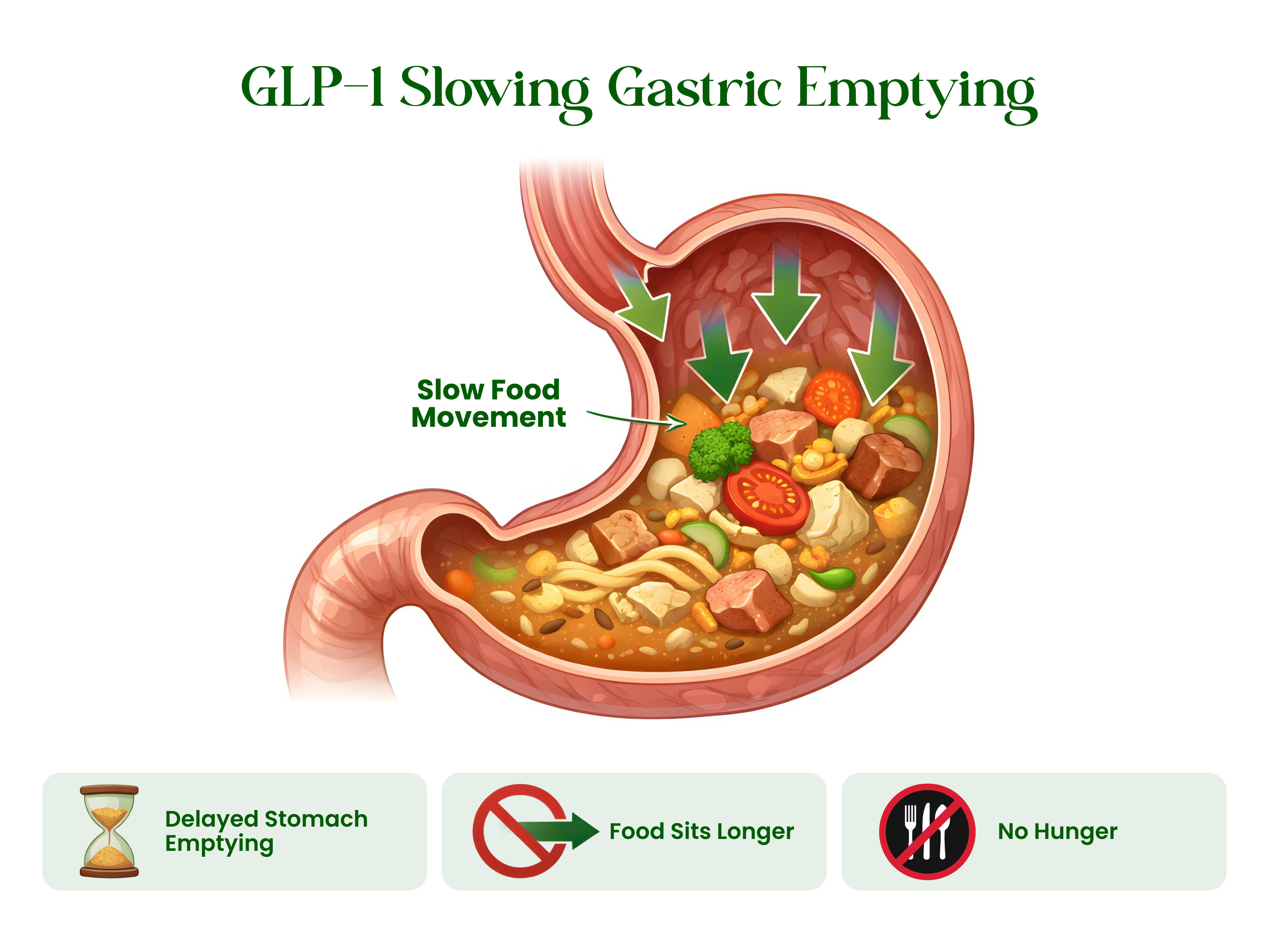 Gastric emptying research